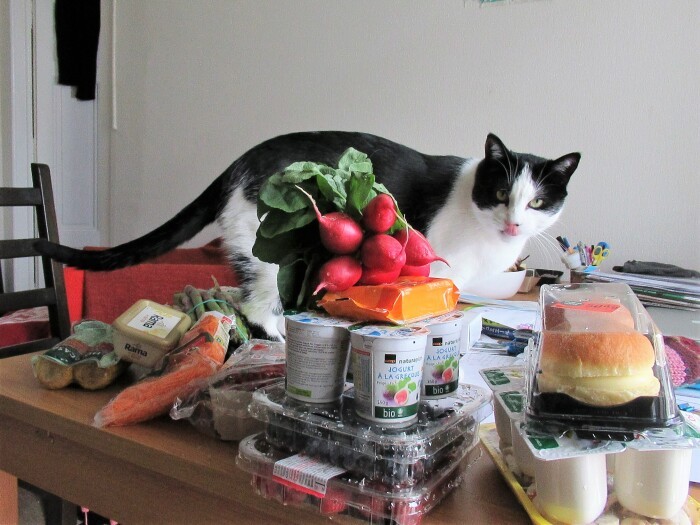 買い物してきたものはまずクストーくんがチェック。人間の活動の中心にいつもいた(文さん提供)