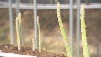 一番おいしい食べ方は?1日何cm伸びる? アスパラガスにまつわる疑問【みんなのハテナ】