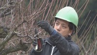 岡山後楽園で梅の木の剪定始まる 1月中旬に開花か 切り落とした枝の一部は12日に販売