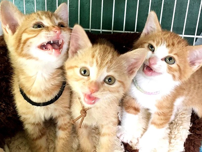 保護された子猫時代。一番右がタケノコ