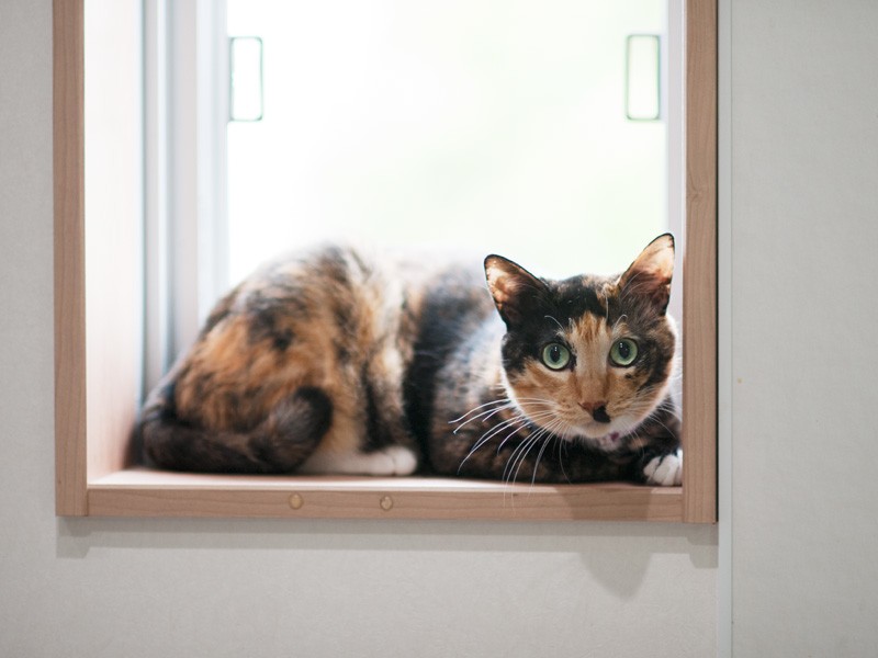 「おじさんの世代なら『シェリーに口づけ』という曲ご存知よね」(小林写函撮影)