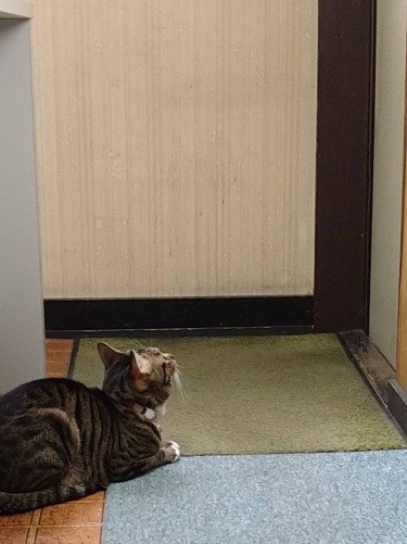 家でもパパがお風呂に入るとやきもき。「パパ早く出てきて~」(慎也さん提供)