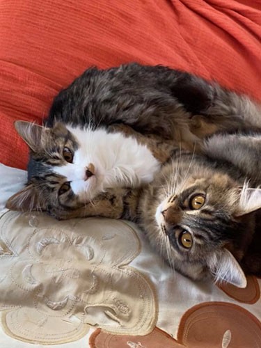 いつでも一緒、猫団子に家族は癒される(飼い主様提供)