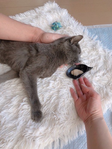 2022年1月31日、とつぜんの発作。動けなくなったけど……(まみさん提供)