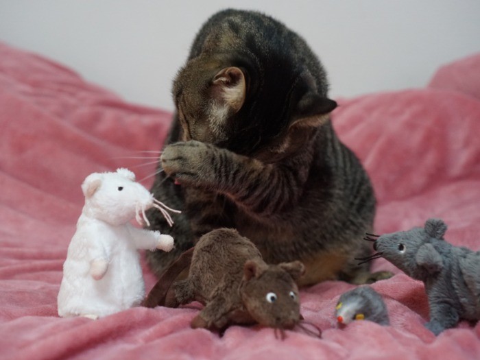 「親分、猫年がないからって泣かないでチュウ」