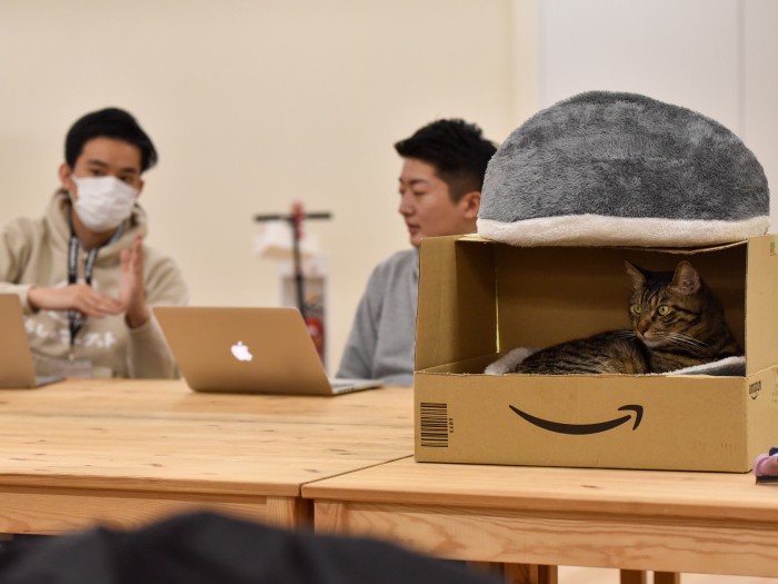 フロアの至るところに猫がくつろげる場があります(小林郁人撮影)