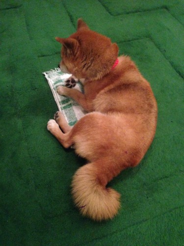 どんなに小さいタオルでも私ココに座る!と座ってしまう