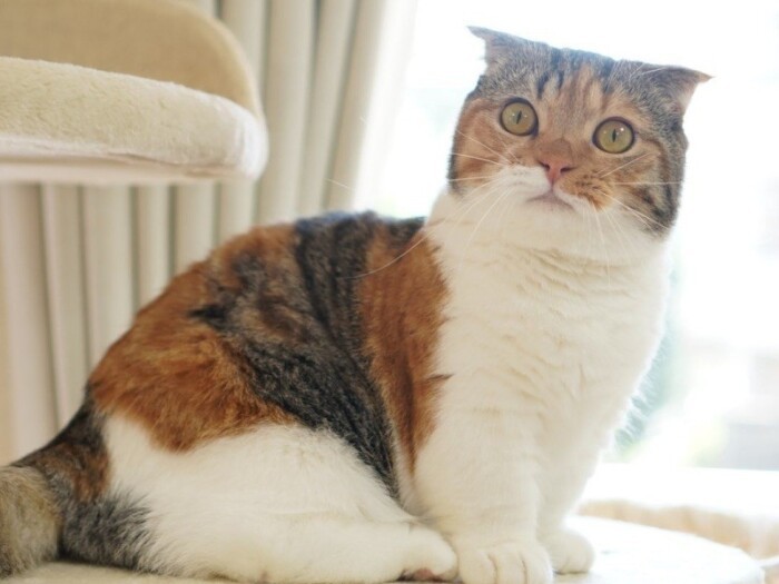 みゆき