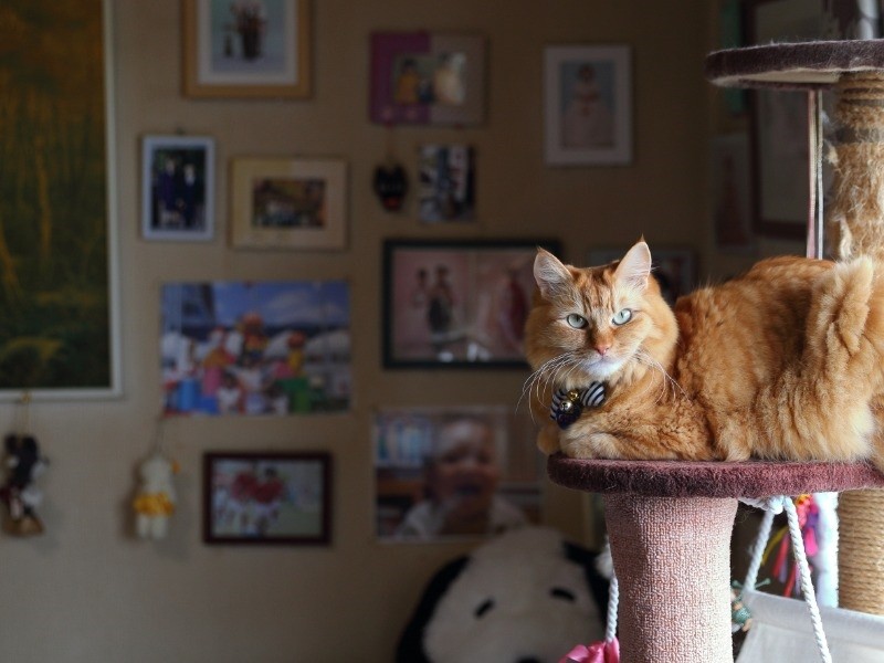 モフモフ長毛のぐり