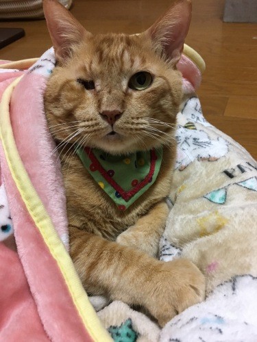 ふわふわのベッドが気持ちいいにゃ