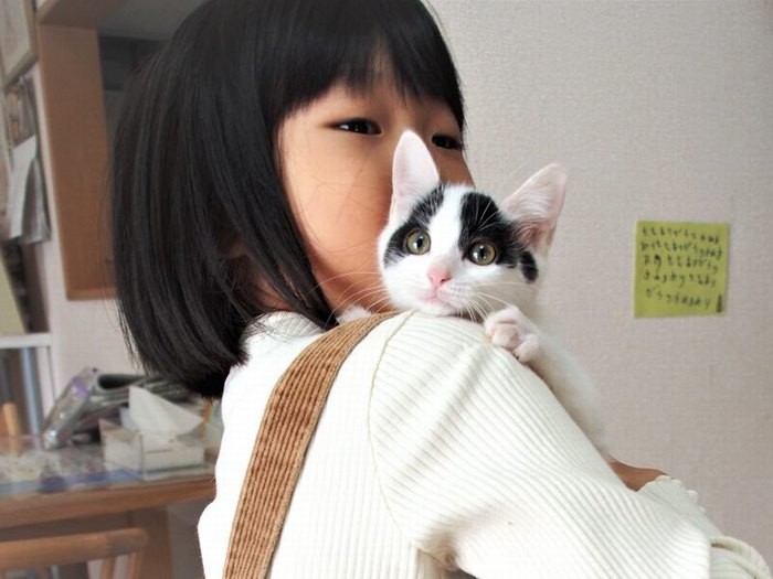 ハチワレが可愛い「チビ」