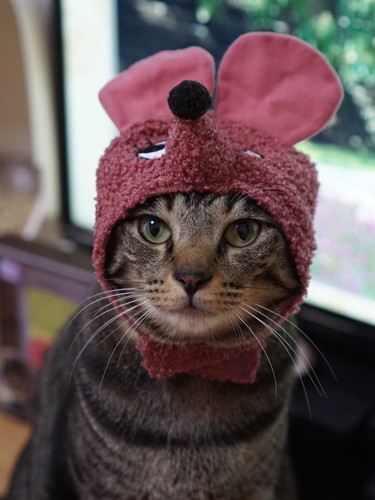 思い切ってネズミになってみた