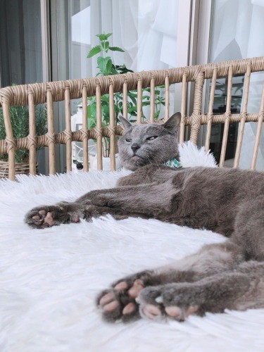 ずっとのんびり自然に、コツオちゃんらしく過ごしました。「おうちの雰囲気、ずーっと変わらず笑顔もあって明るかったにゃよ」(まみさん提供)