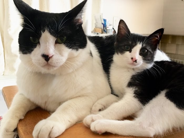 ネットの里親募集で迎えた福来太郎に甘える虹ちゃん。福来太郎は子猫の世話をしてくれた保護活動の仲間