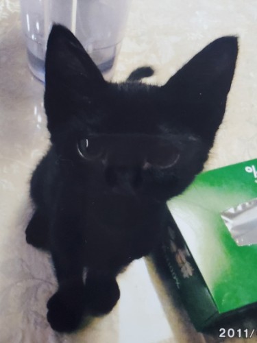 子猫時代のクロ