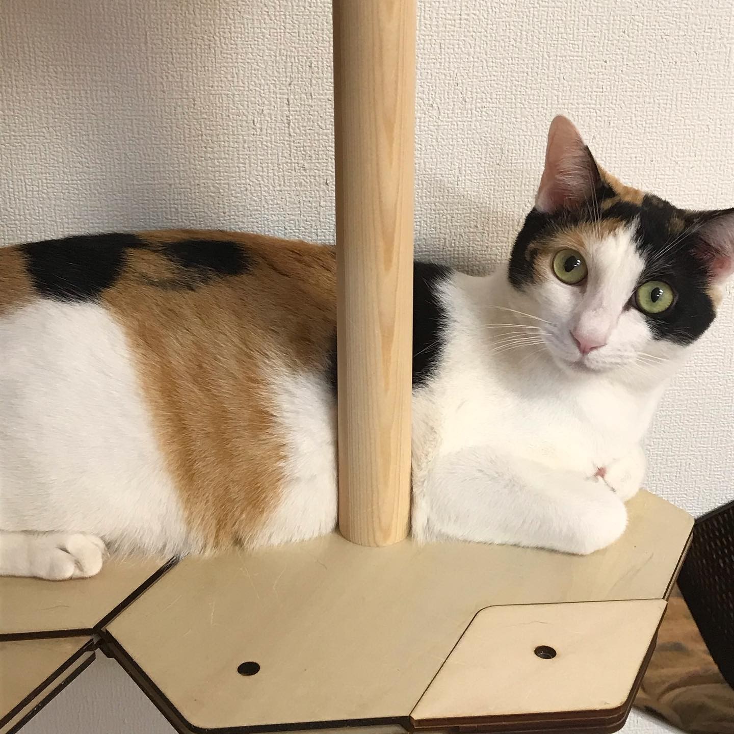 キャットルームのくりこちゃん(猫の館ME提供)