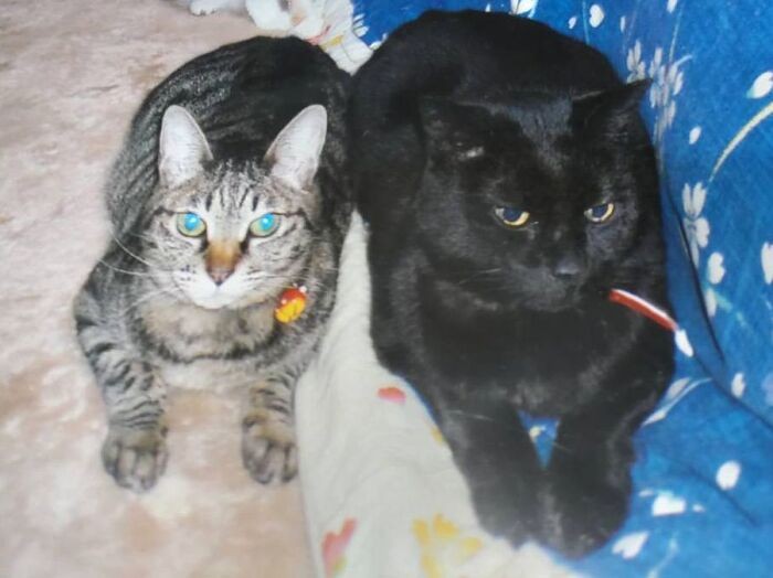 ユッケが旅立った後、お骨にしばらく寄り添いました。「ユッケ呼んできて」といっても「にゃあ(もういないんだ)」と鳴くばかり……別れの悲しみに耐え、超えてきたサブなのです(恵子さん提供)