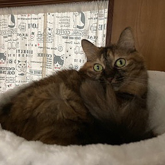 キャットタワーのハンモックに入れてみた。居心地はいかが?(野口さん提供)