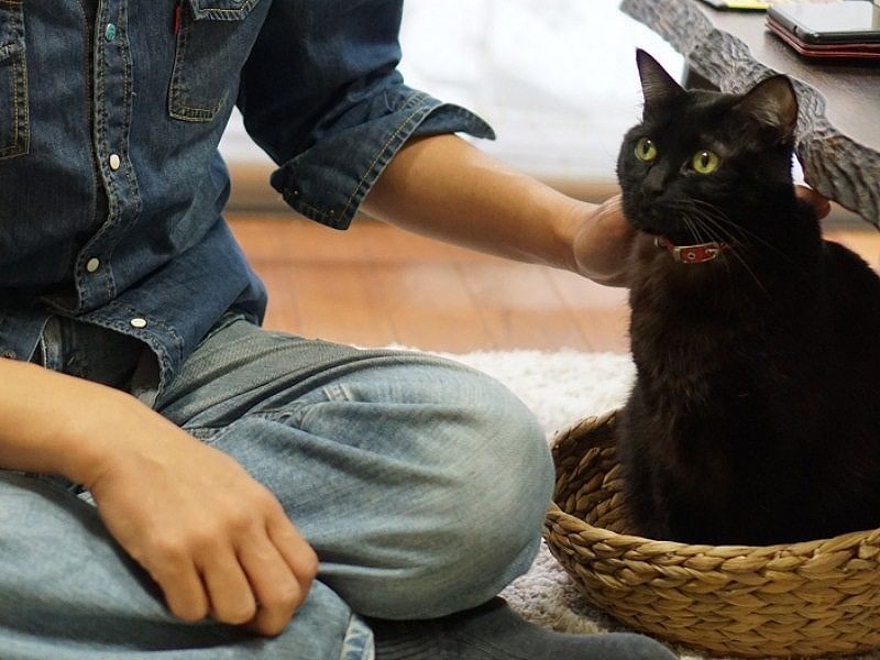 亡くなったキヨとしぐさが似ている