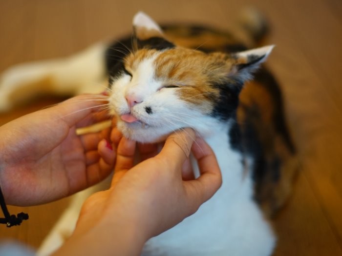 顎を撫でられて嬉しいお顔 ぺろり