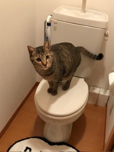 トイレで遊んじゃダメだよ