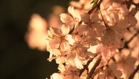 週末には満開に…栗林公園で30日から夜桜ライトアップ 高松市