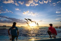 夜の水族館で特別なひとときを 四国水族館