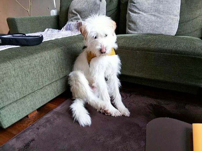 トライアル期間中。ソファの角にもたれて小さくなっている(大沼由希子さん提供)