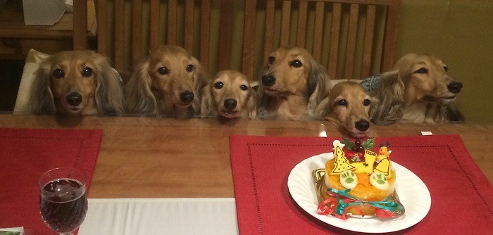 毎年恒例のクリスマス忘年会。向かって一番左がセリカ、左から4番目がカリン(山中さん提供)