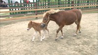 「アイドル的な存在で育って」 豪雨で奇跡の生還を果たしたポニー「リーフ」に赤ちゃん誕生 倉敷市真備町