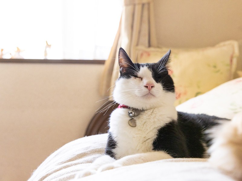 寝起きているのか?寝ているのか? 初見では難しい