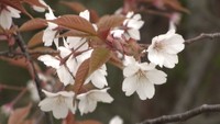 ほのかな淡い桜色 岡山の野山を彩る「山桜」