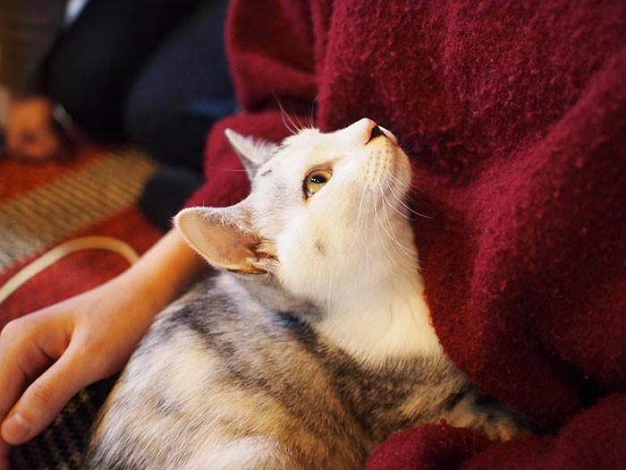 ねこの間のイチゴ。譲渡先が決まったばかり