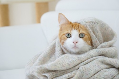 オスカー様としもべ達 / 廣済堂出版