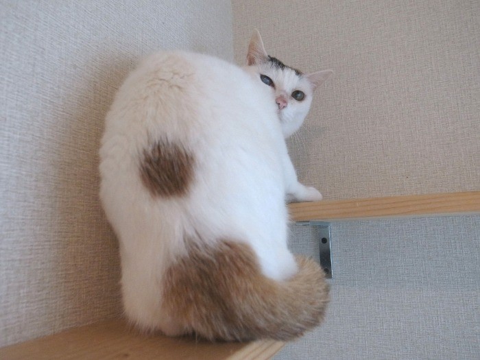 怖がりで逃げ腰のイヴちゃん