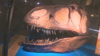 “歯形つき”の珍しいアンモナイトも!男性が約50年かけ集めた化石コレクションを展示 岡山・笠岡市