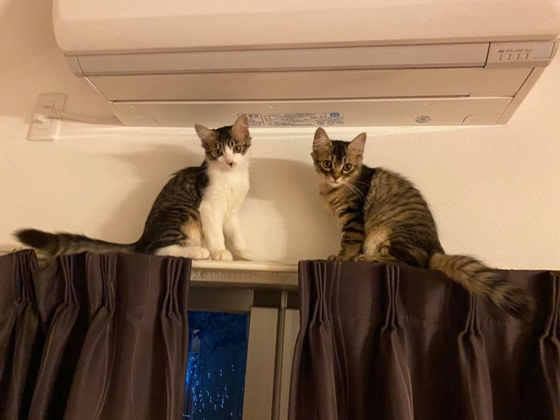 猫の身体能力に驚愕! カーテンレールの上に上がった猫たち(飼い主様提供)