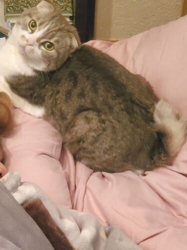 退院した日、母の寝床から離れなかったちび