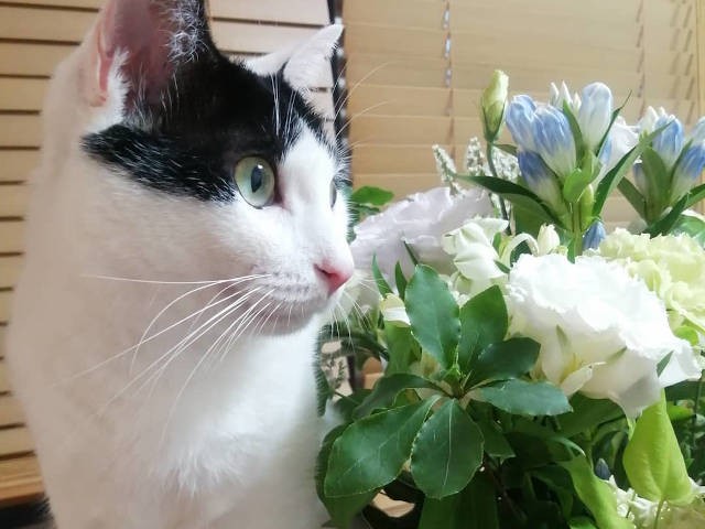 お花をめでている?むしゃむしゃしてるにゃ