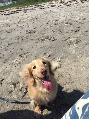 笑顔の「そら」ちゃん。アグリの鈴木聡子さんの愛犬。18歳2カ月で天国へ。ペットの名前もなんとなく似ている!ご縁の強いダブル鈴木さん