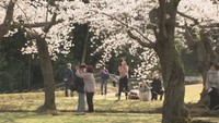 岡山後楽園をおさえて1位になったのは? 岡山県の「イチオシの桜スポット」を聞いてみた