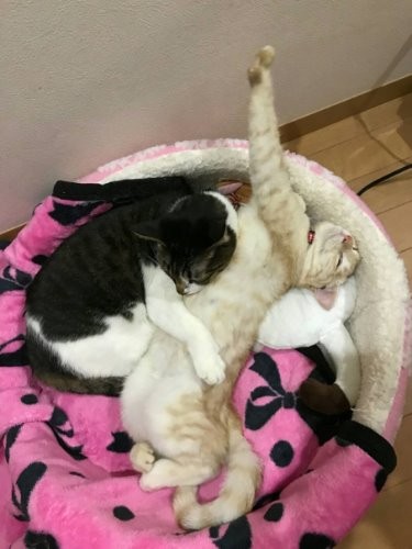 お兄ちゃんにぎゅっとされて「わーい」