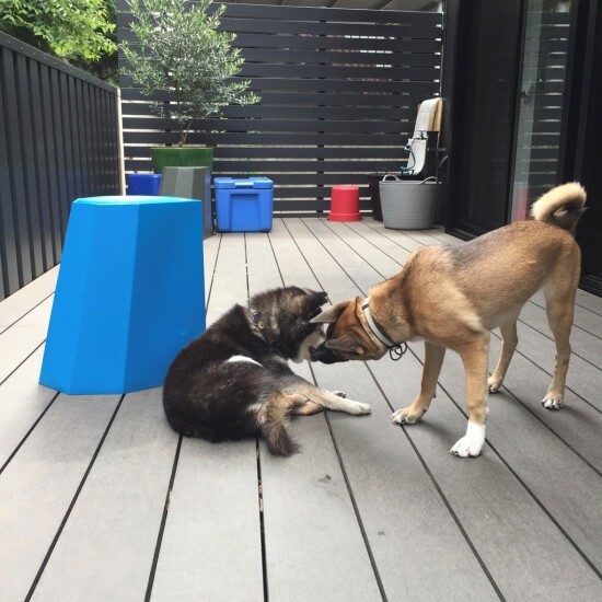 チョコにちょっかいを出すシャー