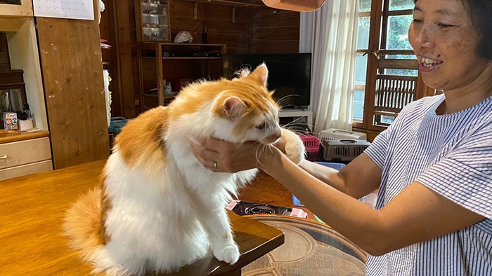 4歳になるピィは、ネコヤギ家の猫たちのボス(ネコヤギさん提供)