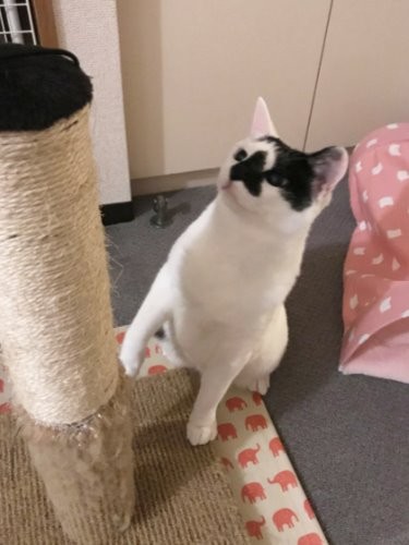 爪とごうかな…活発なココ