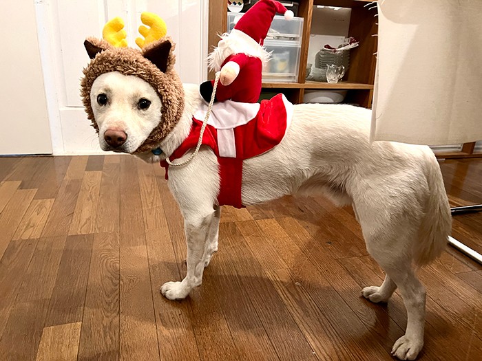 クリスマスはだいたいトナカイ役