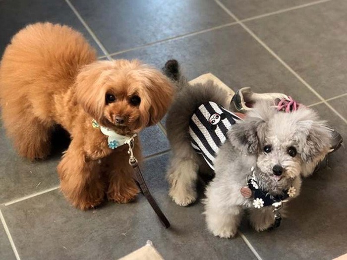 ぶらしくんとお散歩待ち