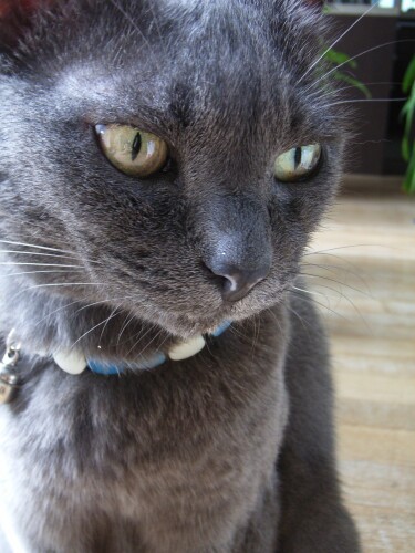 亜実さんが前に実家で飼っていたグレーの毛色のタンゴの写真。タンゴも長寿猫でした(亜実さん提供)