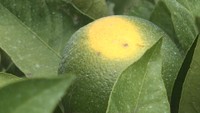 異例の少雨で農作物に影響 日焼けしたミカンや小ぶりな梨が増える 香川