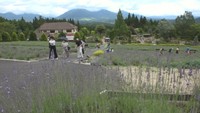 鮮やかな紫が夏告げる 岡山・真庭市の蒜山高原でラベンダーの摘み取り体験